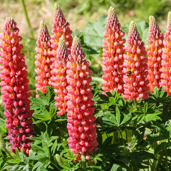 Aussaat Rot Lupine Samen leuchtend Blumensamen