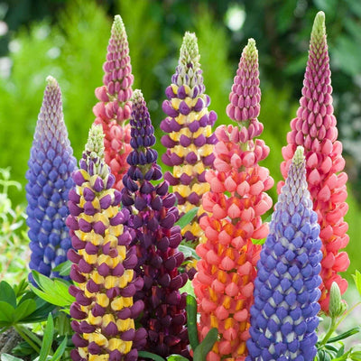 100 Stück