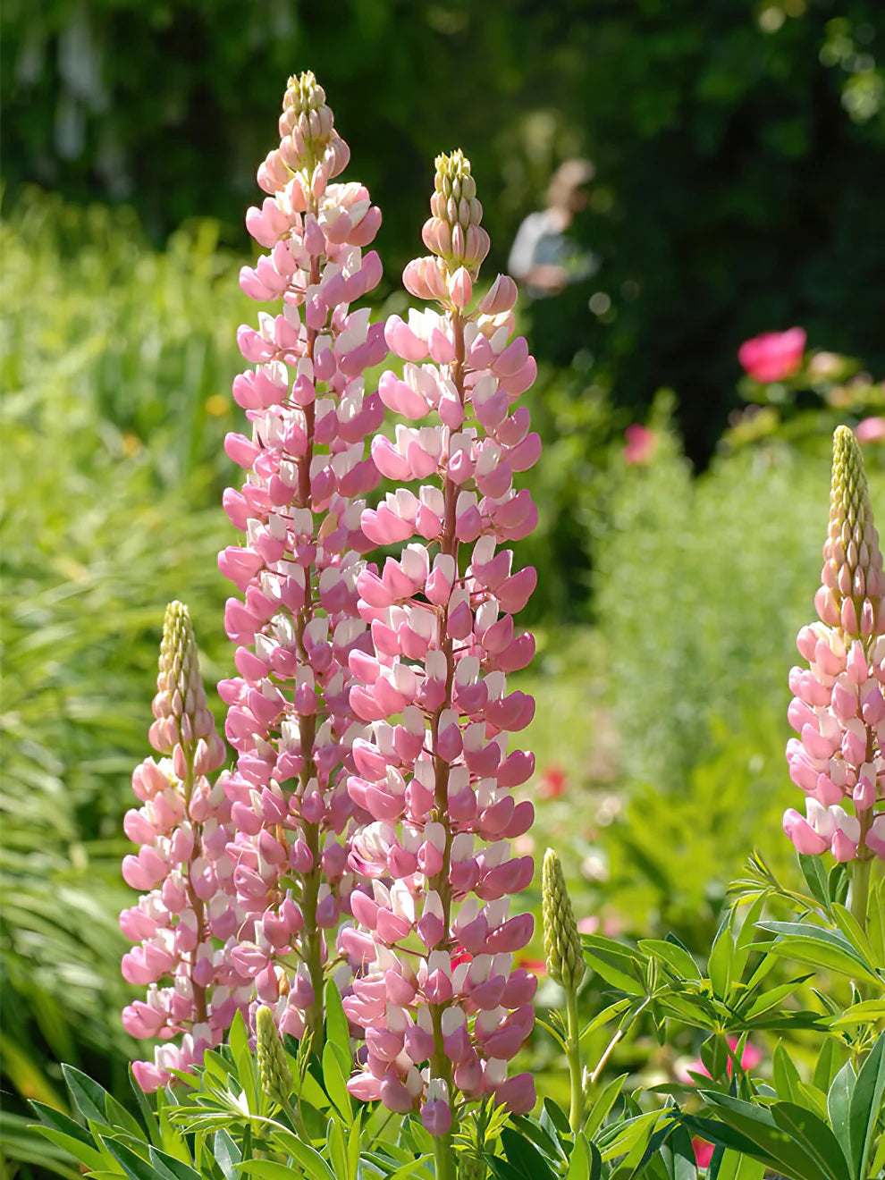 Rosa Lupine Popsicle Blumensamen zur Aussaat kompakt Wuchs Traditionssorte & ohne Gentechnik Samen Hausgarten