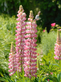 Rosa Lupine Popsicle Blumensamen zur Aussaat kompakt Wuchs Traditionssorte & ohne Gentechnik Samen Hausgarten