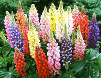 Gemischt Lupine Blumensamen zur Aussaat Landhaus Garten wichtig Traditionssorte & ohne Gentechnik Samen Hausgarten