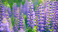 Lila Arroyo Lupine Blumensamen zur Aussaat – hochwertige Qualitäts- – Traditionssorte & ohne Gentechnik Samen Hausgarten