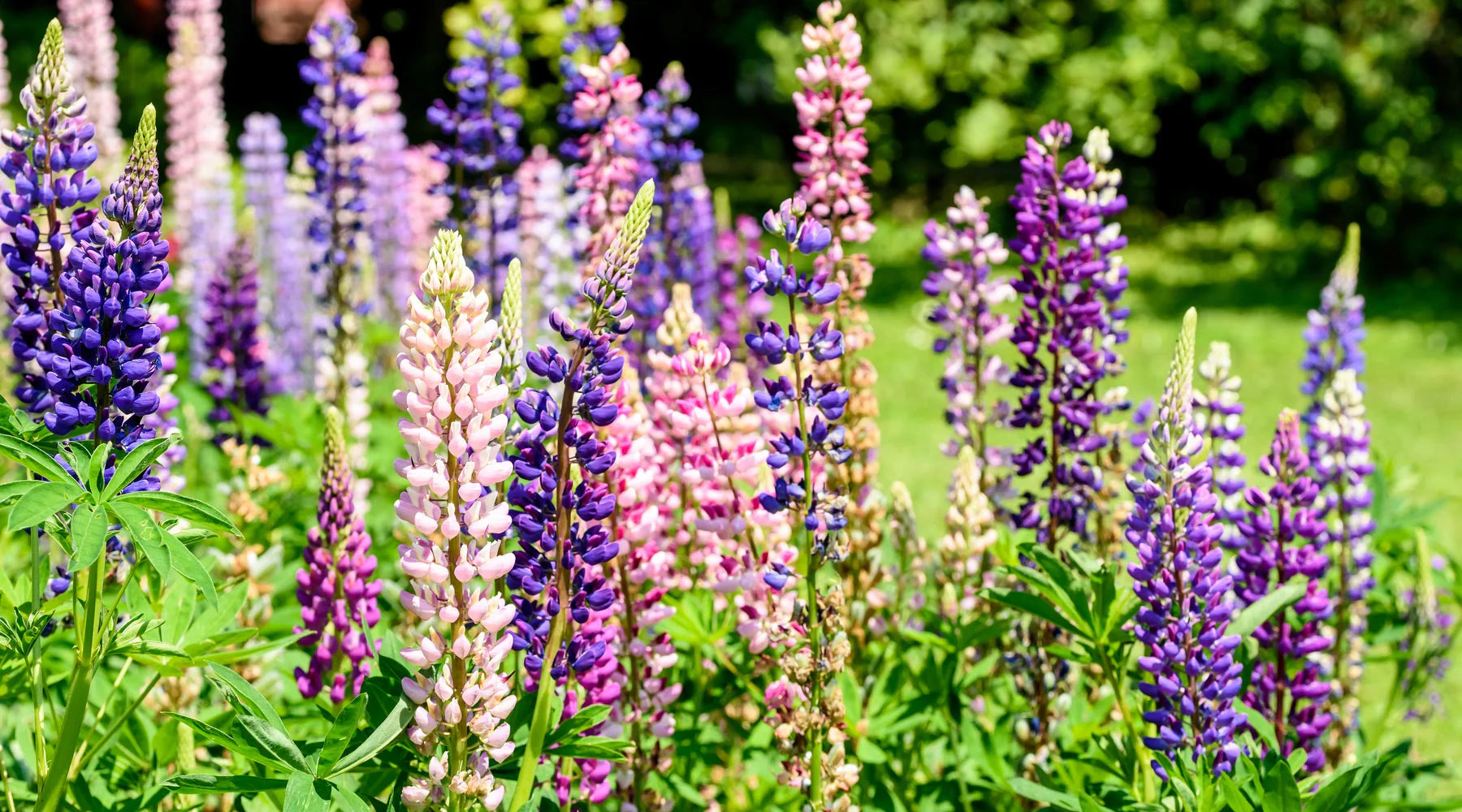 Lila Lupine Blumensamen zur Aussaat – Halbschatten verträglich – Traditionssorte & ohne Gentechnik Samen Hausgarten