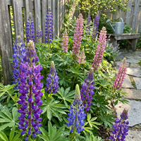 Lupinen Samen Mehrjaehrige Gartenblume