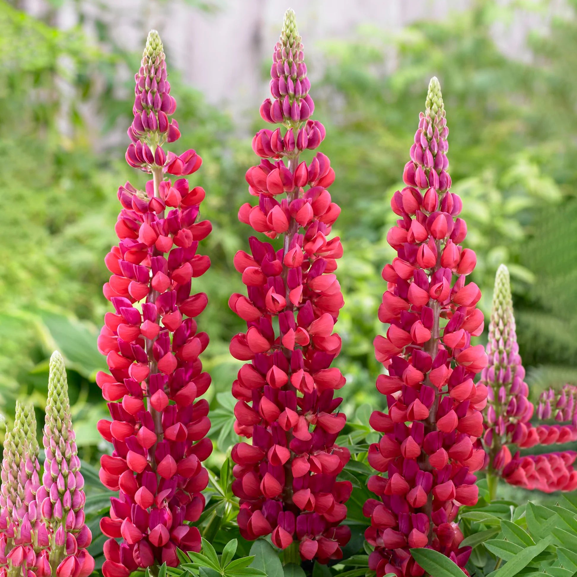 Kastanienrot Lupine Blumensamen zur Aussaat – Wildblume Mischung – Traditionssorte & ohne Gentechnik Samen Hausgarten