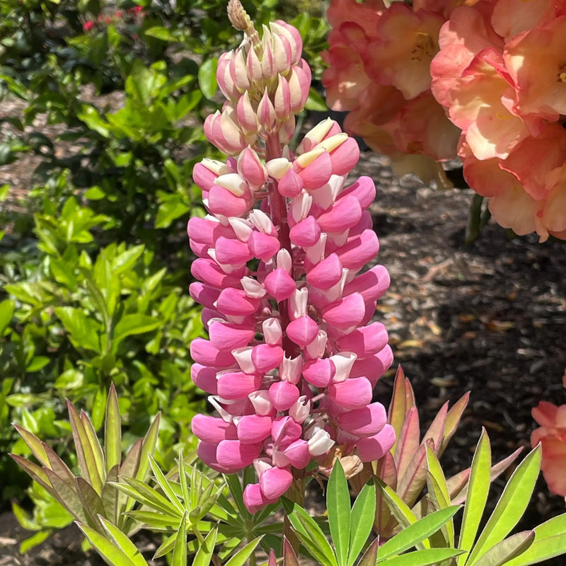 Thick Rosa Lupine Blumensamen zur Aussaat duftend Blüten Traditionssorte & ohne Gentechnik Samen Hausgarten