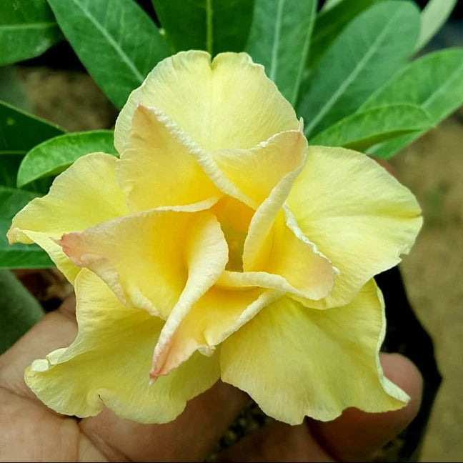 Gelb Wüstenrose Obesum Blumensamen zur Aussaat kompakt Wuchs Traditionssorte & ohne Gentechnik Samen Hausgarten