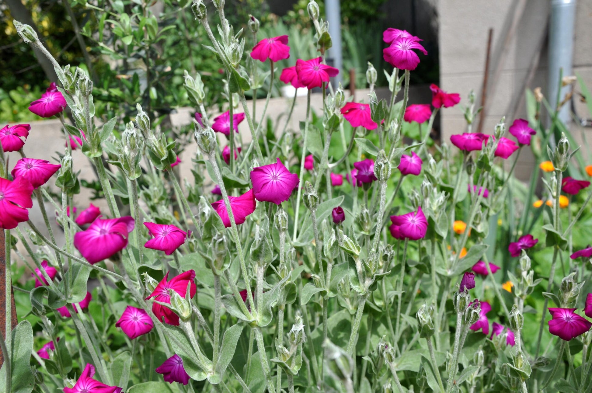 Violett Lychnis Blumensamen – Blüten für Ihren Garten