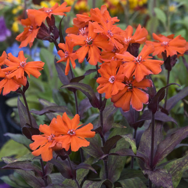 Non gmo lychnis arkwrightii samen
