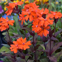 Non gmo lychnis arkwrightii samen