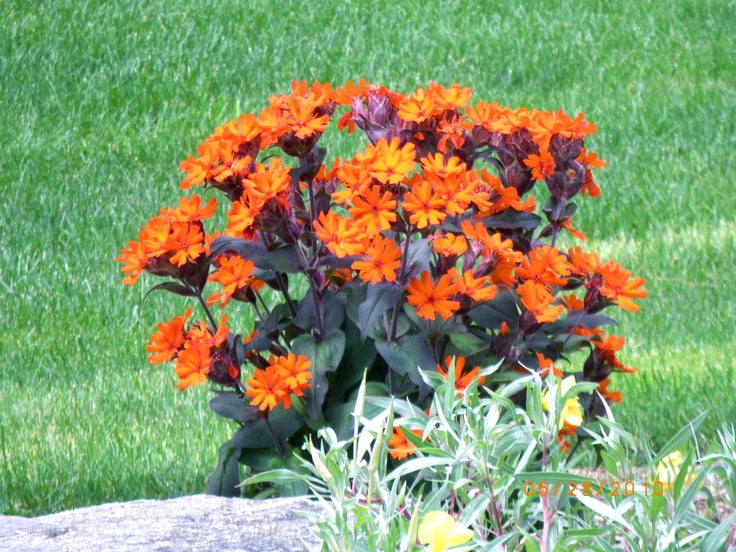 Ornamental lychnis arkwrightii garten pflanze