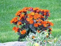 Ornamental lychnis arkwrightii garten pflanze