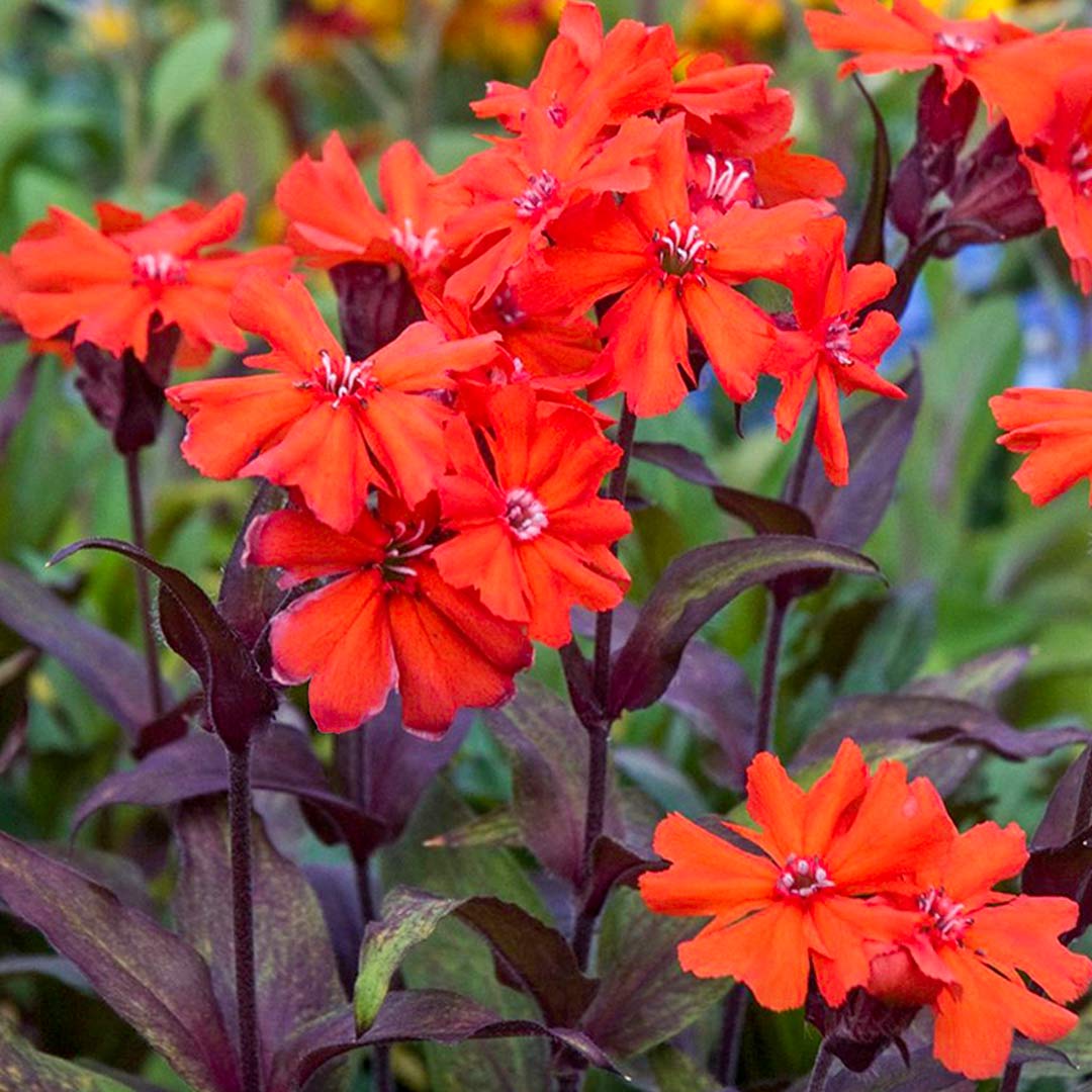 Rot orange lychnis arkwrightii samen for anpflanzung