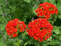 Lychnis chalcedonica blume samen for anpflanzung colorful display heirloom & gmo free samen for home garten 
 
 sale samen for home garten anpflanzung