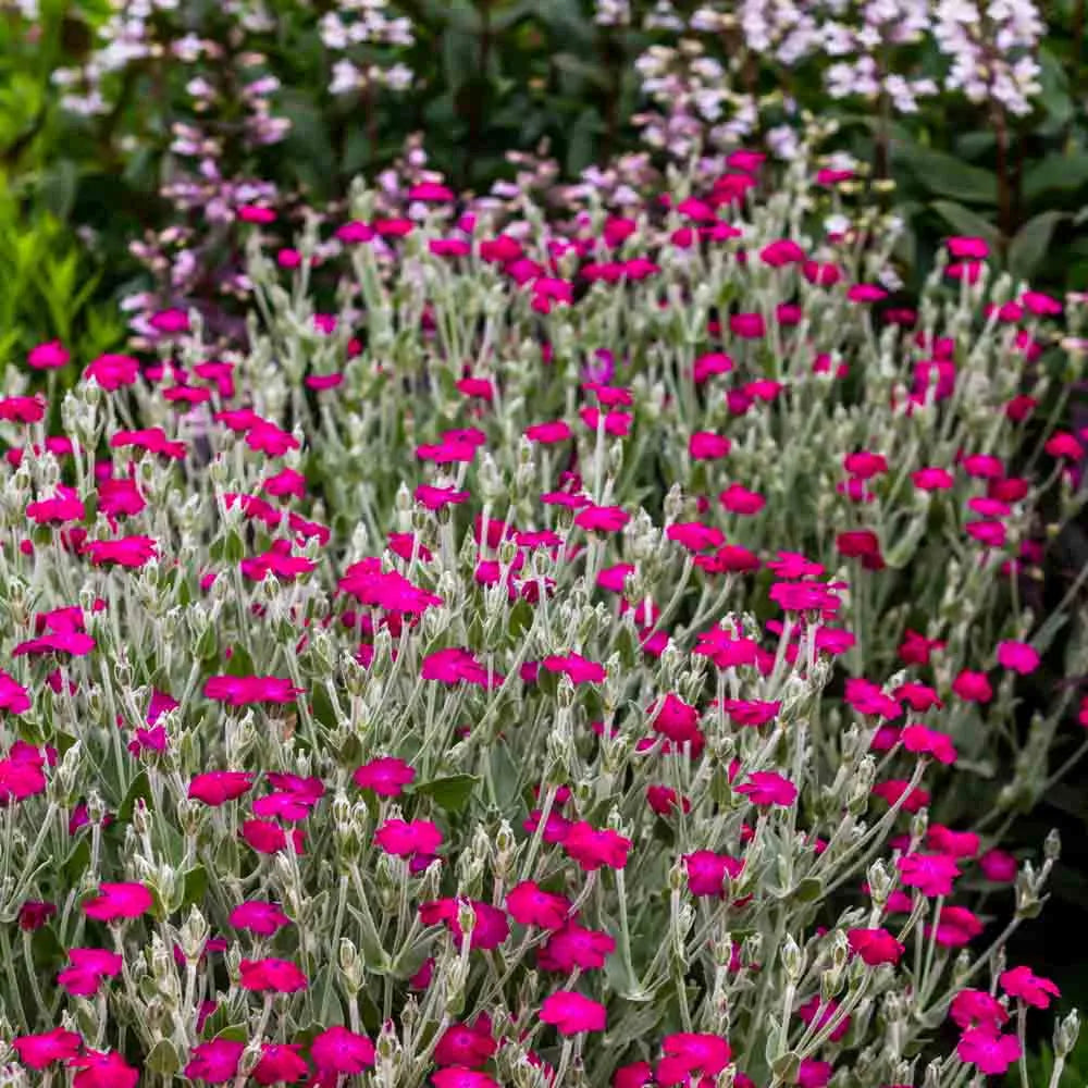 Violett Lychnis Blumensamen – Blüten für Ihren Garten