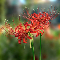 Non-gmo lycoris radiata samen