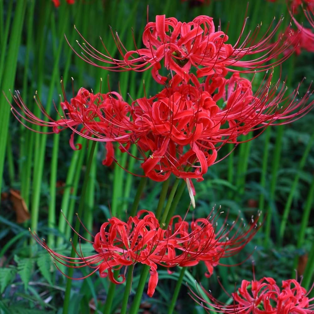 Japanese radiata lycoris samen for anpflanzung