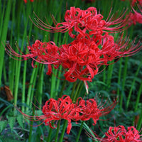 Japanese radiata lycoris samen for anpflanzung