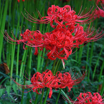 Japanese radiata lycoris samen for anpflanzung