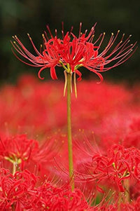 Japanese rot spider lily blooms