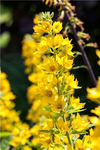 Gelb Lysimachia Punctata Blumensamen zur Aussaat Halbschatten verträglich Traditionssorte & ohne Gentechnik Samen Hausgarten