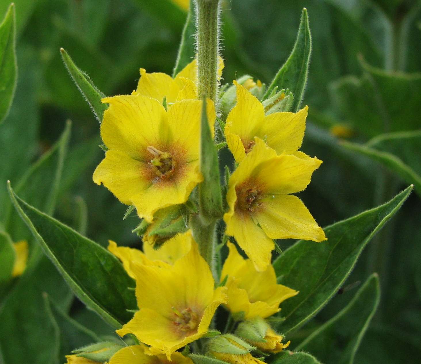 Gelb Lysimachia Punctata Blumensamen zur Aussaat Halbschatten verträglich Traditionssorte & ohne Gentechnik Samen Hausgarten