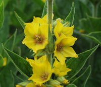 Gelb Lysimachia Punctata Blumensamen zur Aussaat Halbschatten verträglich Traditionssorte & ohne Gentechnik Samen Hausgarten