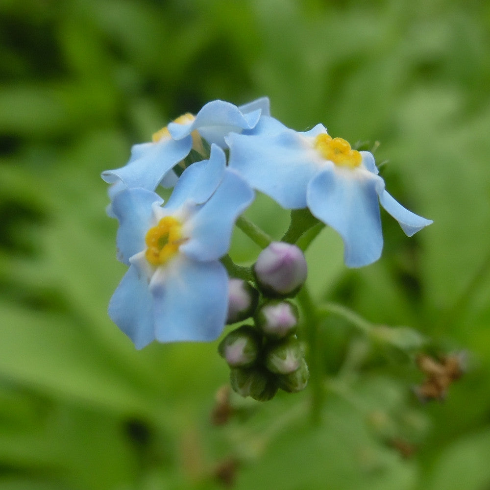 Myosotis Blumensamen zur Aussaat – farbenfroh Schau – Traditionssorte & ohne Gentechnik Samen Hausgarten
