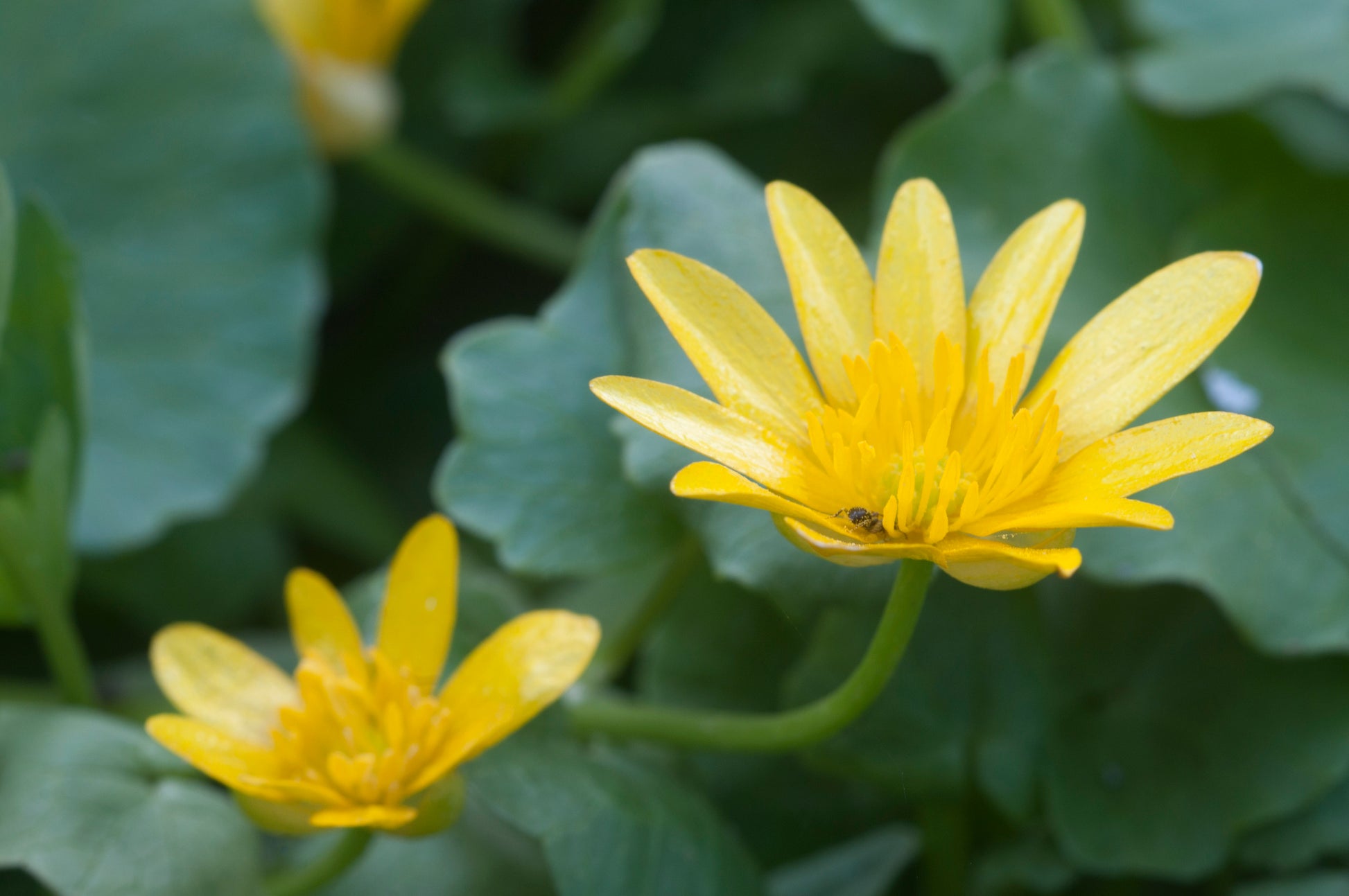 Celandine Blumensamen zur Aussaat Bestäuber freundlich Traditionssorte & ohne Gentechnik Samen Hausgarten