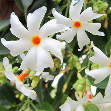 Coral Jasmine Blume Samen zur Aussaat leuchtend Garten Blüten