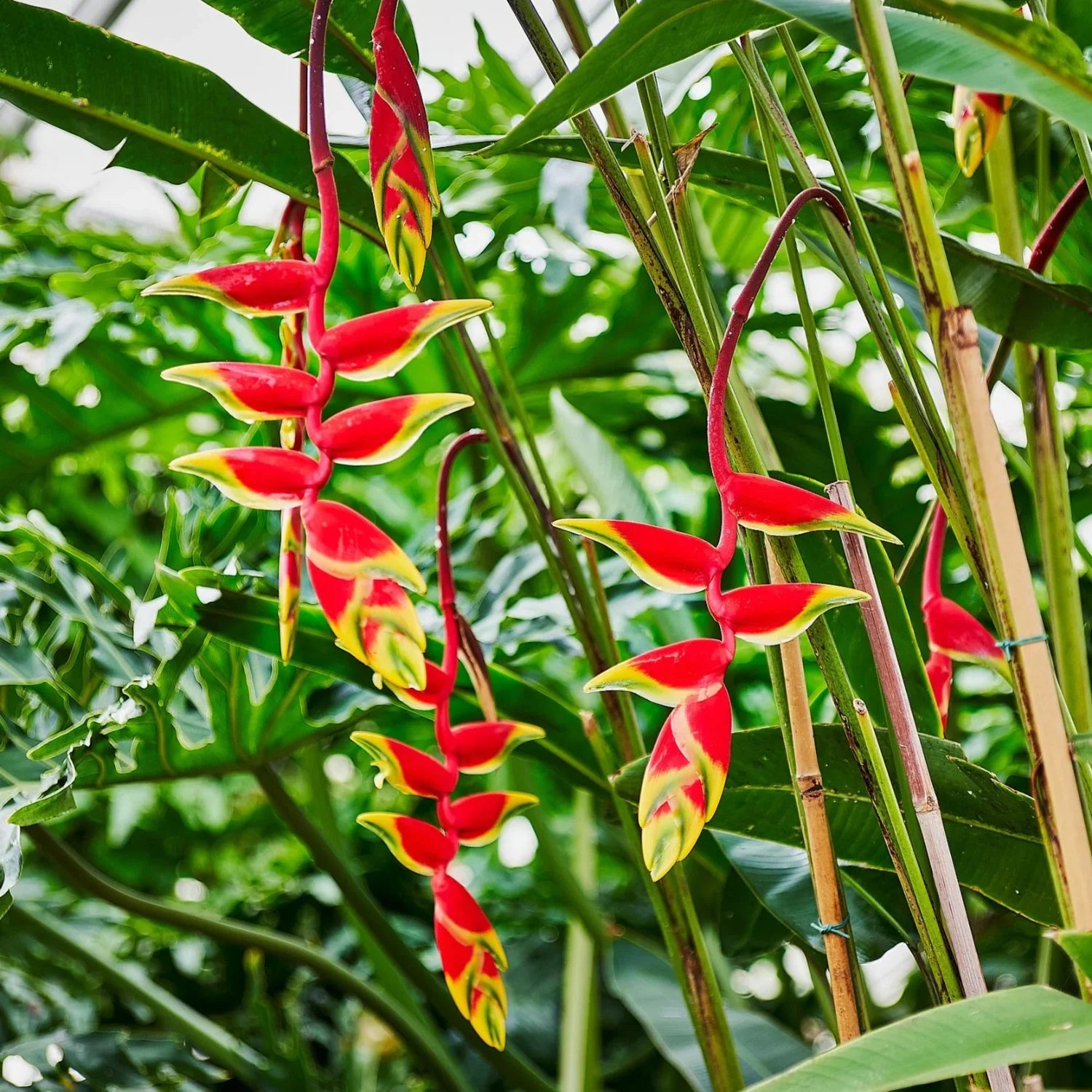 Heliconia Blumensamen zur Aussaat robust Sorte Traditionssorte & ohne Gentechnik Samen Hausgarten