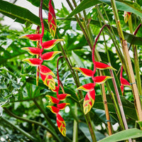 Heliconia Blumensamen zur Aussaat robust Sorte Traditionssorte & ohne Gentechnik Samen Hausgarten