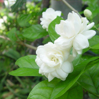 Jasminum blume samen for anpflanzung cut blume favorite heirloom & gmo free samen for home garten
 
 sale samen for home garten anpflanzung