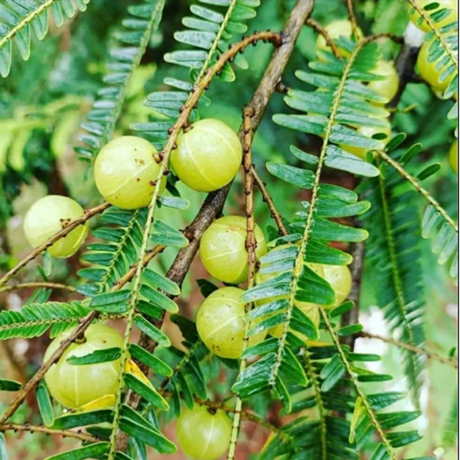 Phyllanthus emblica Fruchtsamen Samen für einfaches Anpflanzen