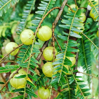 Phyllanthus emblica Fruchtsamen Samen für einfaches Anpflanzen