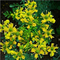 Ruta Graveolens Blumensamen zur Aussaat duftend Blüten Traditionssorte & ohne Gentechnik Samen Hausgarten