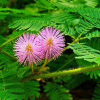 Mimosa Pudica Blumensamen zur Aussaat Wildblume Mischung Traditionssorte & ohne Gentechnik Samen Hausgarten