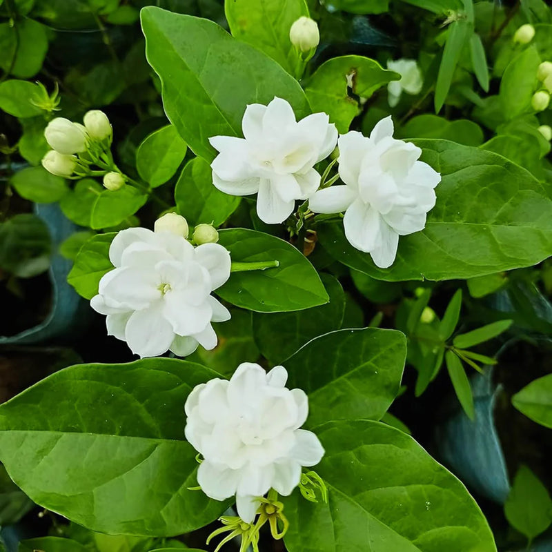 Semi di gelsomino arabo, Jasminum sambac