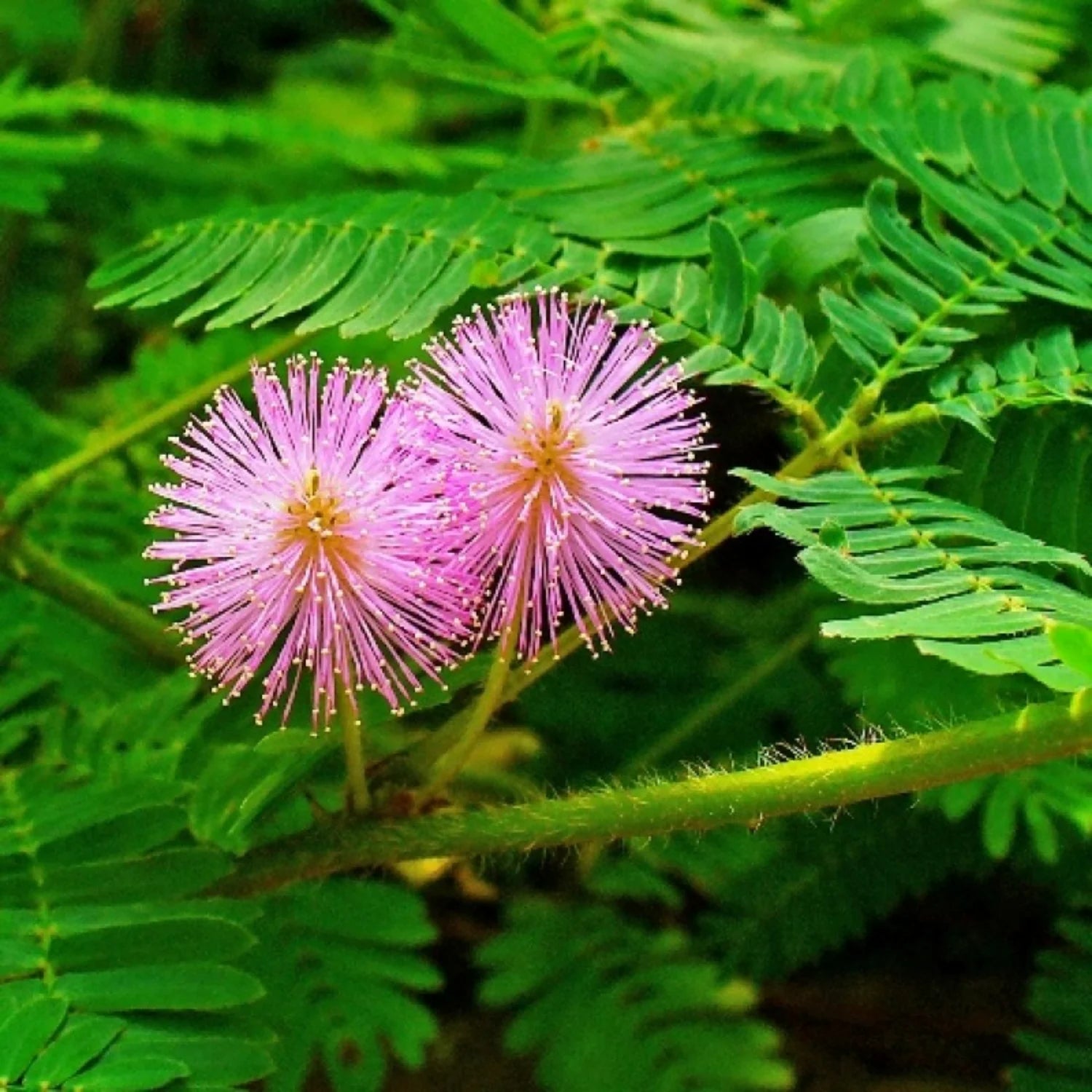 Lavendel Mimosa Pudica Blumensamen zur Aussaat – Anzucht – Traditionssorte & ohne Gentechnik Samen Hausgarten