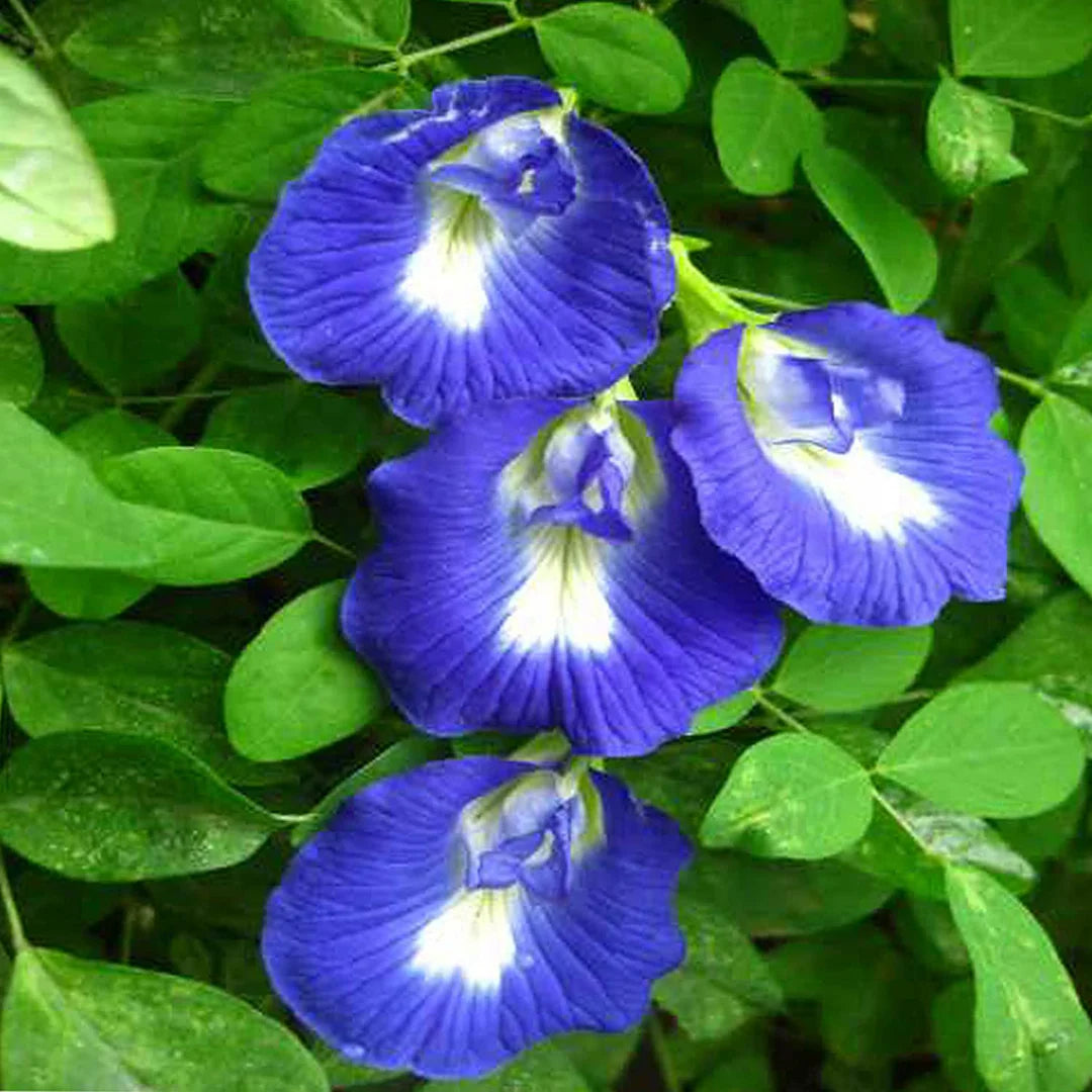 Pea Blumensamen zur Aussaat Schnitt Blume beliebt Traditionssorte & ohne Gentechnik Samen Hausgarten