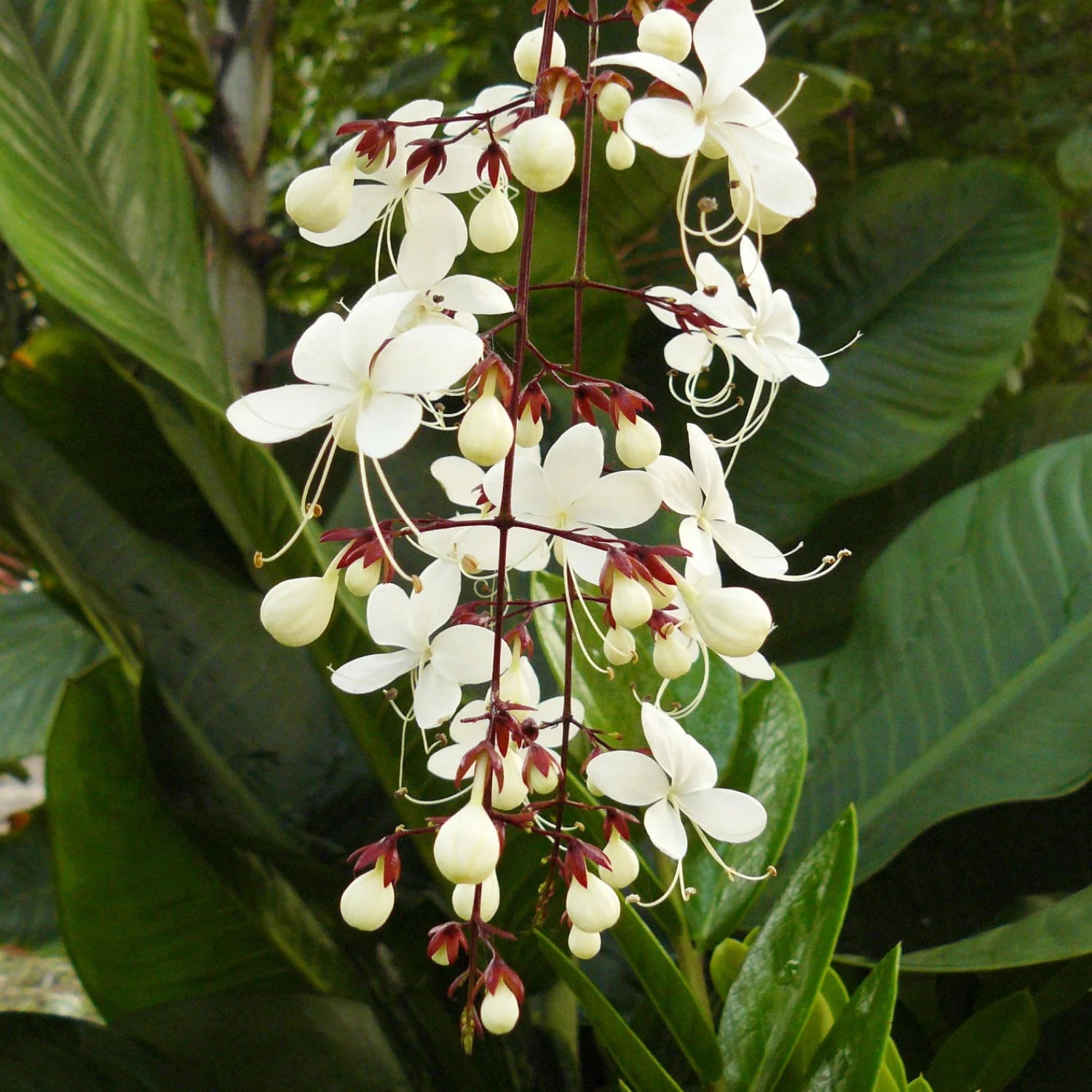 Clerodendrum Blumensamen zur Aussaat Wildblume Mischung Traditionssorte & ohne Gentechnik Samen Hausgarten