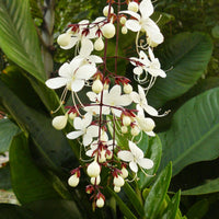 Clerodendrum Blumensamen zur Aussaat Wildblume Mischung Traditionssorte & ohne Gentechnik Samen Hausgarten