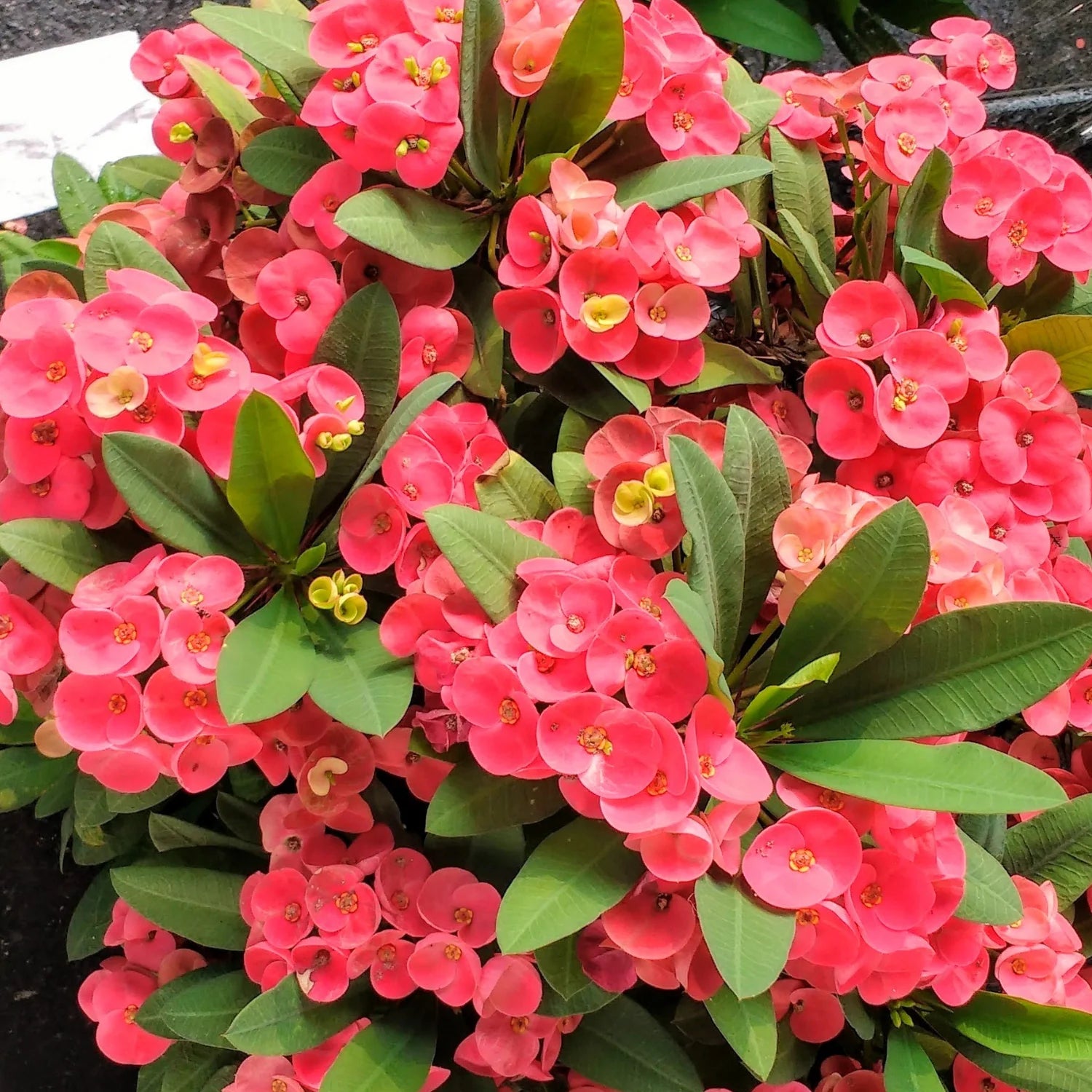 Gemischt Euphorbia Milii Hybrid Blumensamen zur Aussaat Garten beliebt Traditionssorte & ohne Gentechnik Samen Hausgarten