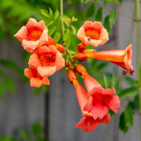 Orange Tecoma Blumensamen zur Aussaat leuchtend Blüten Traditionssorte & ohne Gentechnik Samen Hausgarten