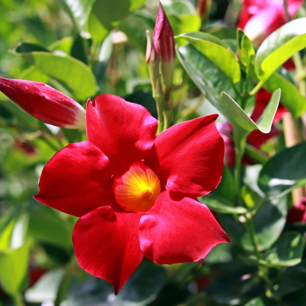 Sanderi Blumensamen zur Aussaat Halbschatten verträglich Traditionssorte & ohne Gentechnik Samen Hausgarten