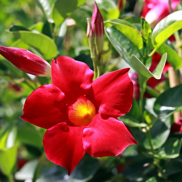 Sanderi Blumensamen zur Aussaat Halbschatten verträglich Traditionssorte & ohne Gentechnik Samen Hausgarten