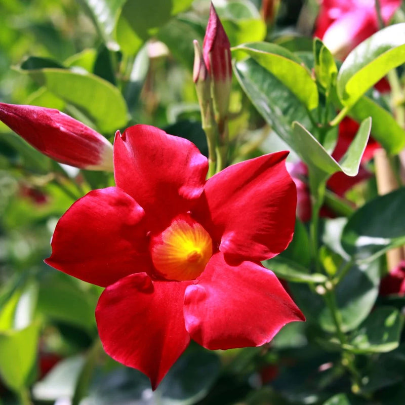 Sanderi Blumensamen zur Aussaat Halbschatten verträglich Traditionssorte & ohne Gentechnik Samen Hausgarten
