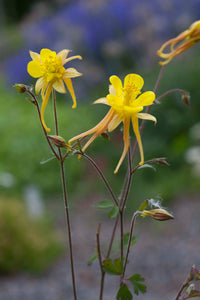 Golden Columbine Blumensamen zur Aussaat Anzucht Traditionssorte & ohne Gentechnik Samen Hausgarten