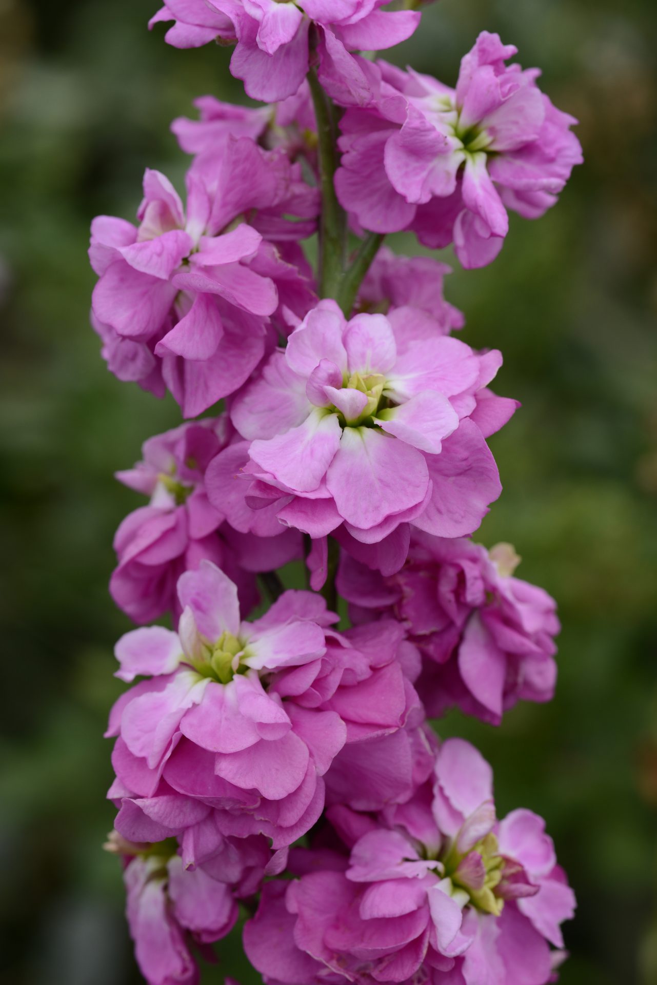 klein Rosa Levkoje Incana Blumensamen zur Aussaat – duftend Blüten – Traditionssorte & ohne Gentechnik Samen Hausgarten