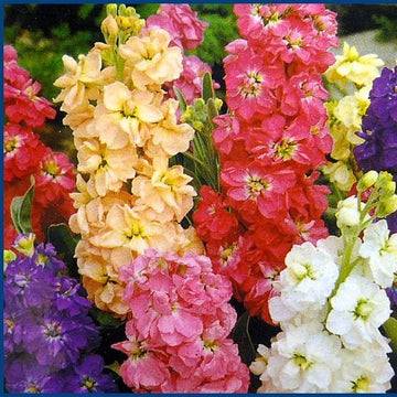 Matthiola incana blume samen for anpflanzung - shade tolerant, heirloom & gmo free samen for home garten
 
 sale samen for anpflanzung in home garten